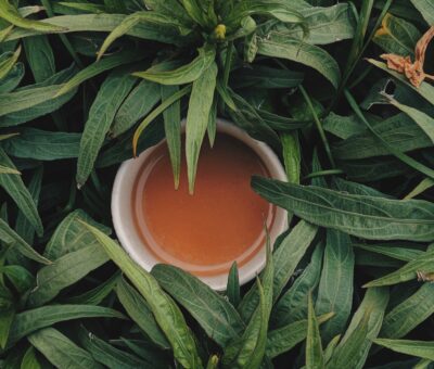 tea in plant